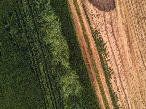 Drone point of view on cultivated wheat field — Stock Photo, Image