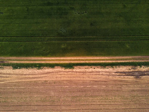 Точка зрения беспилотника на посевные поля пшеницы — стоковое фото