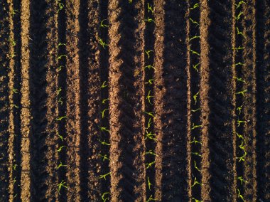 Aerial view of cultivated corn furrows clipart