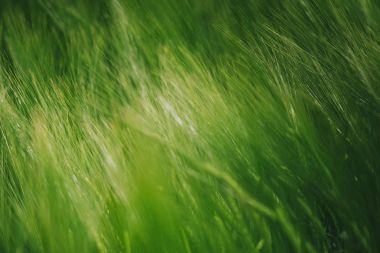 Yeşil buğday ekili alanda soyut tarım backgro