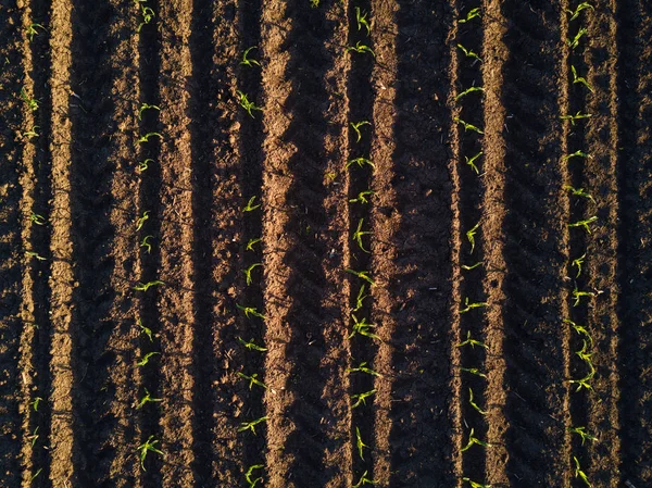 Aerial view of cultivated corn furrows — Stock Photo, Image