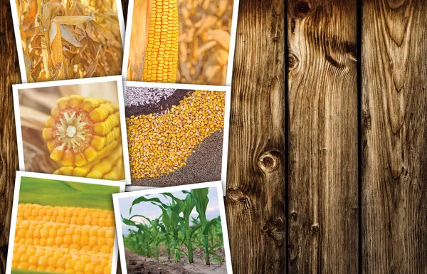 Corn in agriculture, photo collage — Stock Photo, Image
