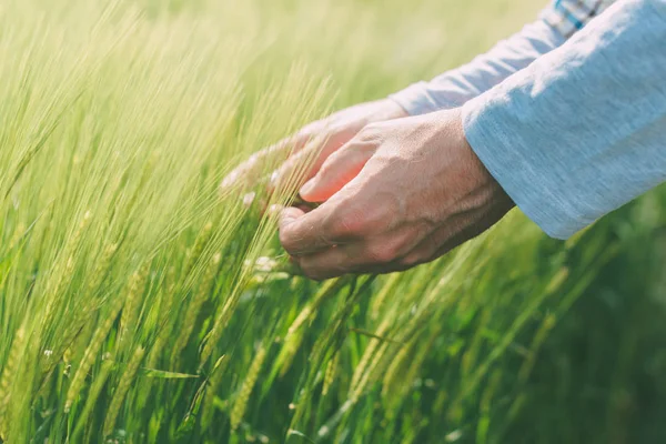 Mani e spighe di grano verde — Foto Stock