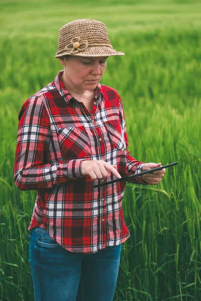 女性农民在小麦作物领域中使用平板电脑 — 图库照片