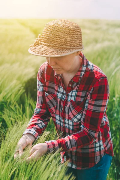 Une agricultrice examine les épis de blé au champ — Photo