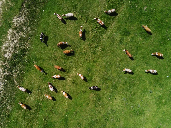 Luftaufnahme von Kühen, die auf der Weide grasen — Stockfoto