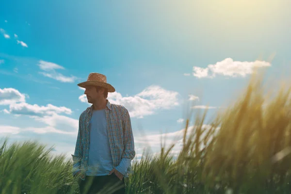 Farmer walking through a green wheat field — Stock Photo, Image