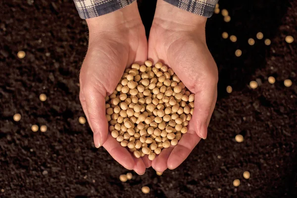 Elinde hasat soya — Stok fotoğraf