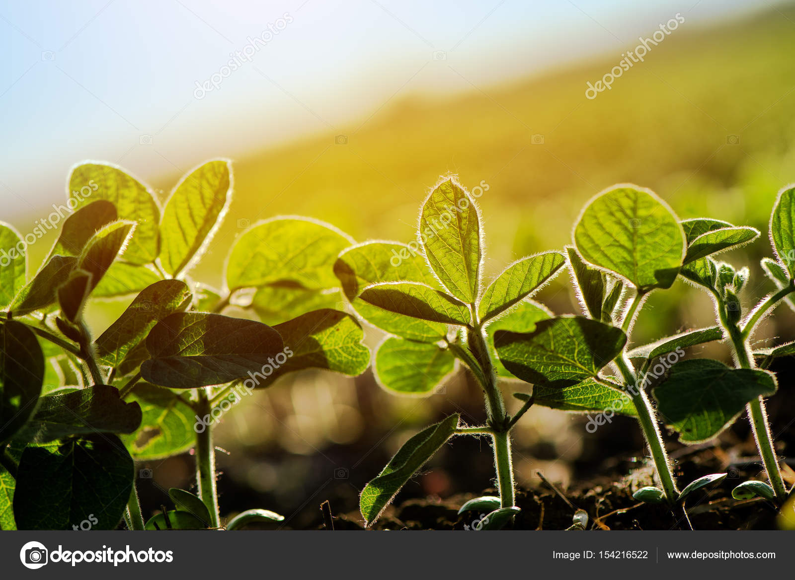 Cultivated soybean furrow Stock Photo by ©stevanovicigor 154216522