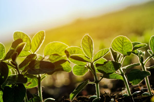 Soja furrow geteeld — Stockfoto