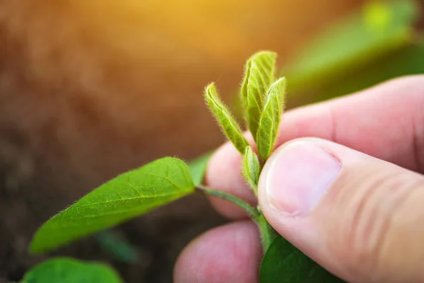 Farmer examining soybean plant development — Stock Photo, Image