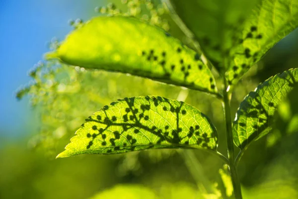 Blätter von Holunder oder Holunder — Stockfoto