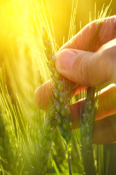 Chiuda la mano tenendo la spiga di grano verde — Foto Stock