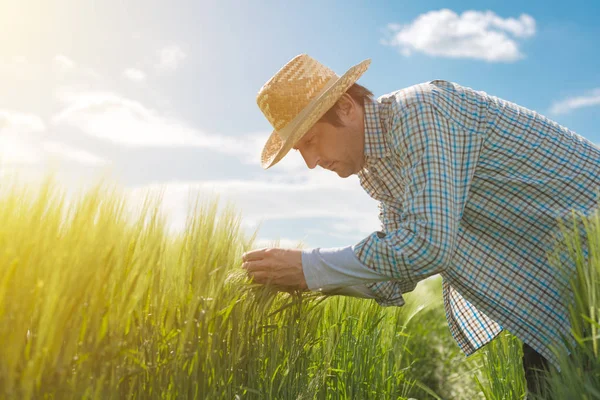 Agricultor que examina as espigas de trigo no campo — Fotografia de Stock