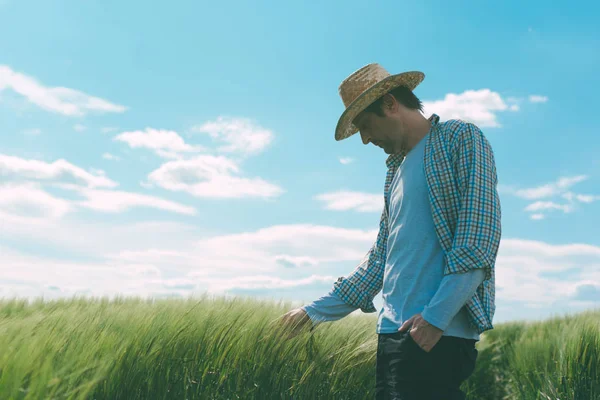 Agricultor caminhando através de um campo de trigo verde — Fotografia de Stock