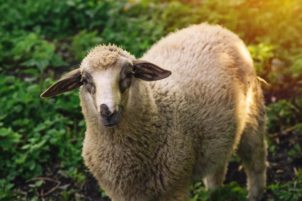 Moutons, animaux de ferme domestiques — Photo