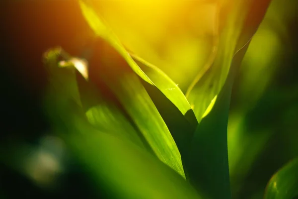 Folhas de milho jovens como fundo abstrato — Fotografia de Stock