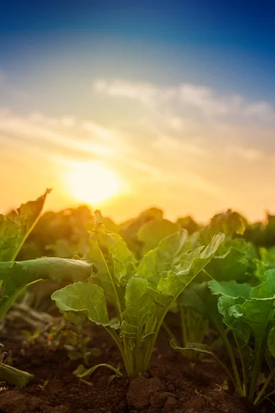 Junge Zuckerrübenpflanzen auf dem Feld — Stockfoto