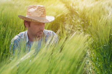 Alan kulaklarında buğday inceleyerek çiftçi