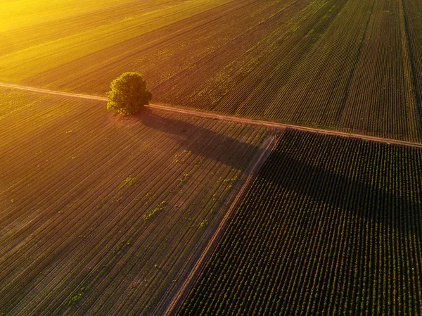 Árvore solitária em campo cultivado ao pôr do sol, drone pov — Fotografia de Stock