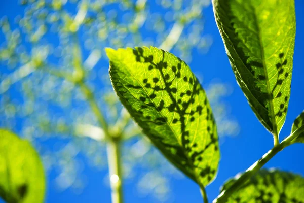 Blooming elder or elderberry bush leaves — Stock Photo, Image