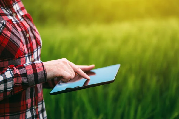 Female farmer using tablet computer in rye crop field — Stock Photo, Image