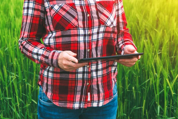 Female farmer using tablet computer in wheat crop field — Stock Photo, Image