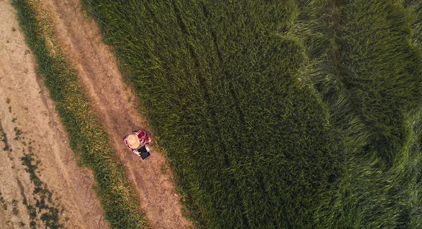 Agricultora usando tableta digital en campo de trigo verde —  Fotos de Stock