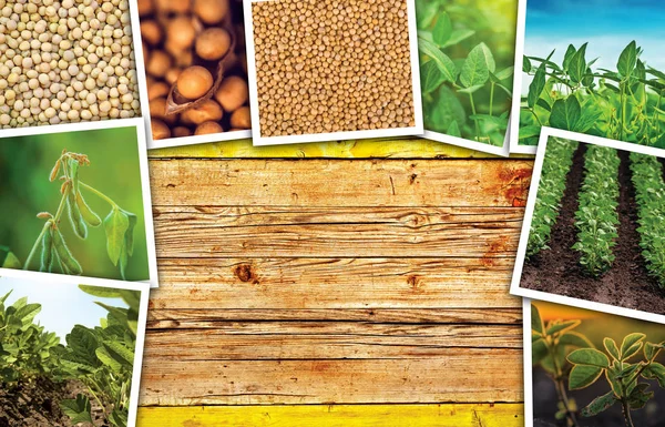 Soy bean farming in agriculture photo collage — Stock Photo, Image