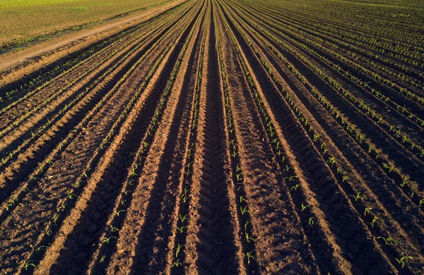 Majs gröda fält i perspektiv — Stockfoto