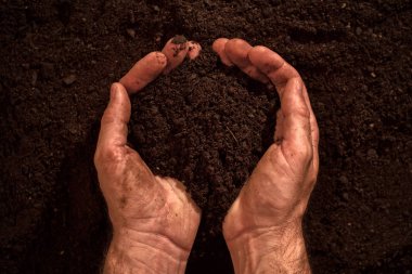 Fertile soil in dirty male hands clipart