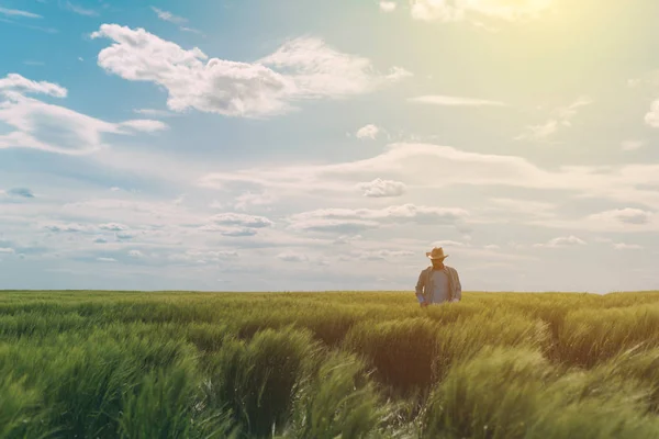 Mannelijke boer wandelen door een groen tarweveld — Stockfoto