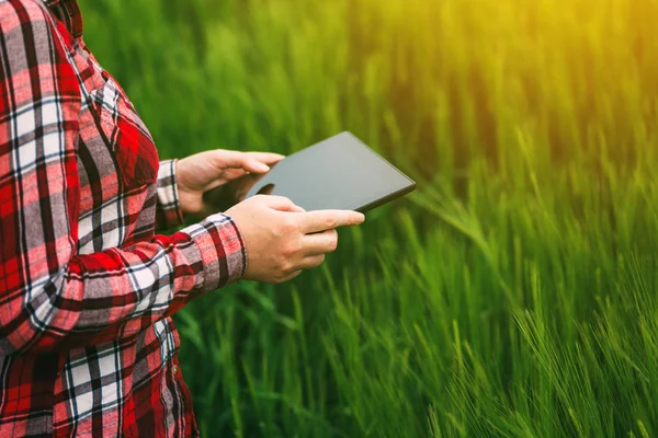 Samice zemědělce pomocí tabletu v pšeničné pole — Stock fotografie