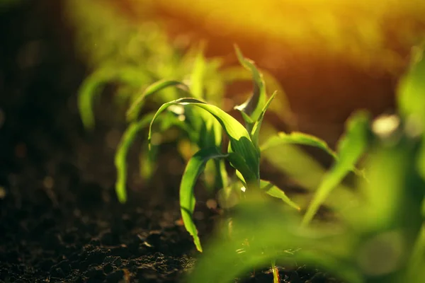 Fiatal kis kukorica növény palánták a talajban — Stock Fotó
