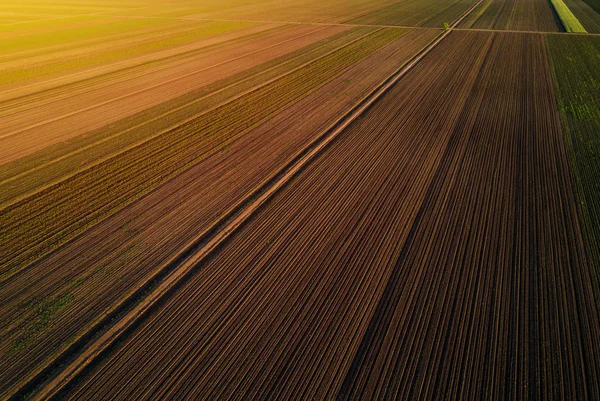 Vista aérea do campo cultivado no por do sol — Fotografia de Stock