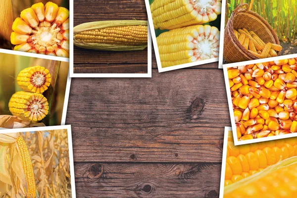 Maïs in de landbouw, fotocollage — Stockfoto