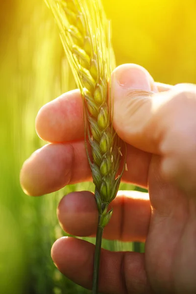 Фермер, держащий колос пшеницы — стоковое фото
