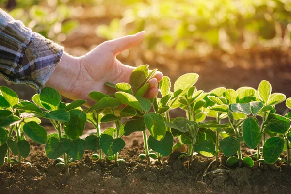 Gros plan de la main d'agricultrice examinant les feuilles de soja — Photo