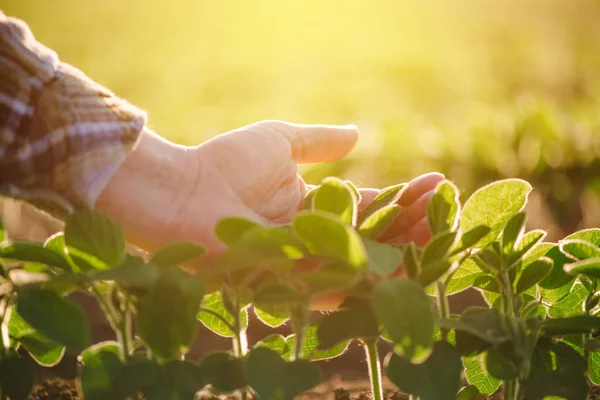 Közelkép a női farmer kézzel szójabab növényi levelek vizsgálata — Stock Fotó