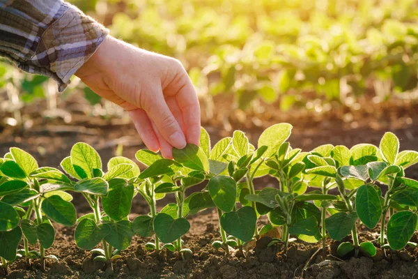Primer plano de la mano de agricultora examinando hoja de planta de soja — Foto de Stock