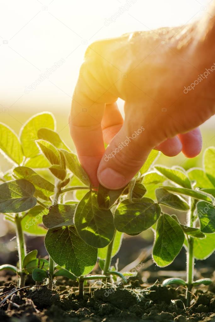Close up of male farmer hand examining soybean plant leaf