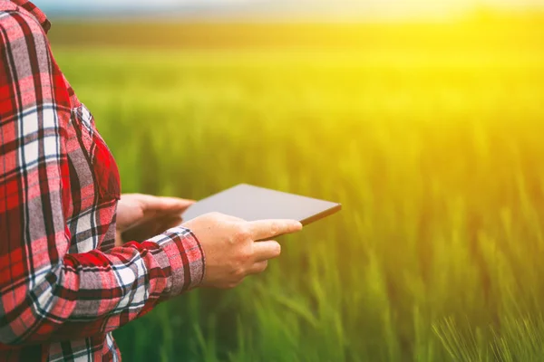 Kadın çiftçi tablet buğday kırpma alanını kullanma — Stok fotoğraf