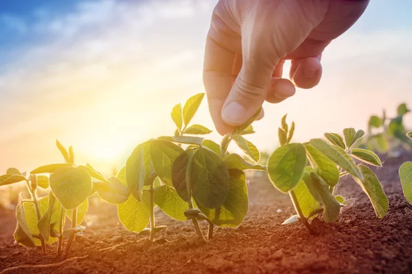 Agricultor trabajando en el campo de soja por la mañana — Foto de Stock