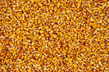 Mısır taneleri doku