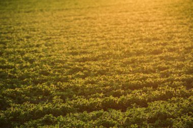 Gün batımı, seçici odak alanına soya