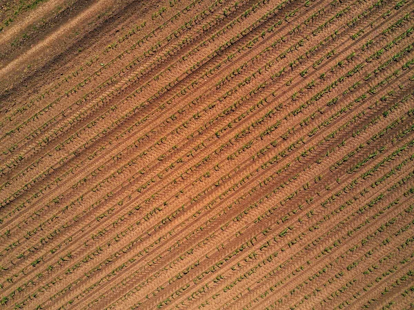 Vista aérea del campo de maíz cultivado desde el dron — Foto de Stock