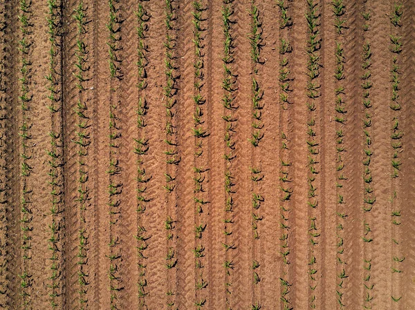 Flygfoto över odlade majs fältet från drone — Stockfoto