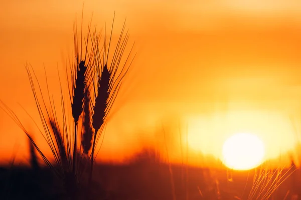 在日落的大麦耳朵 — 图库照片