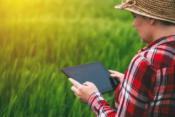 Naaraspuolinen viljelijä, joka käyttää tabletin tietokonetta ruispellolla — kuvapankkivalokuva
