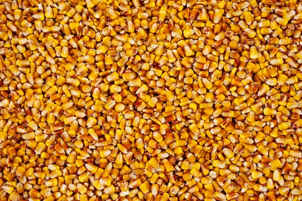 Kukuřičná zrna textura — Stock fotografie